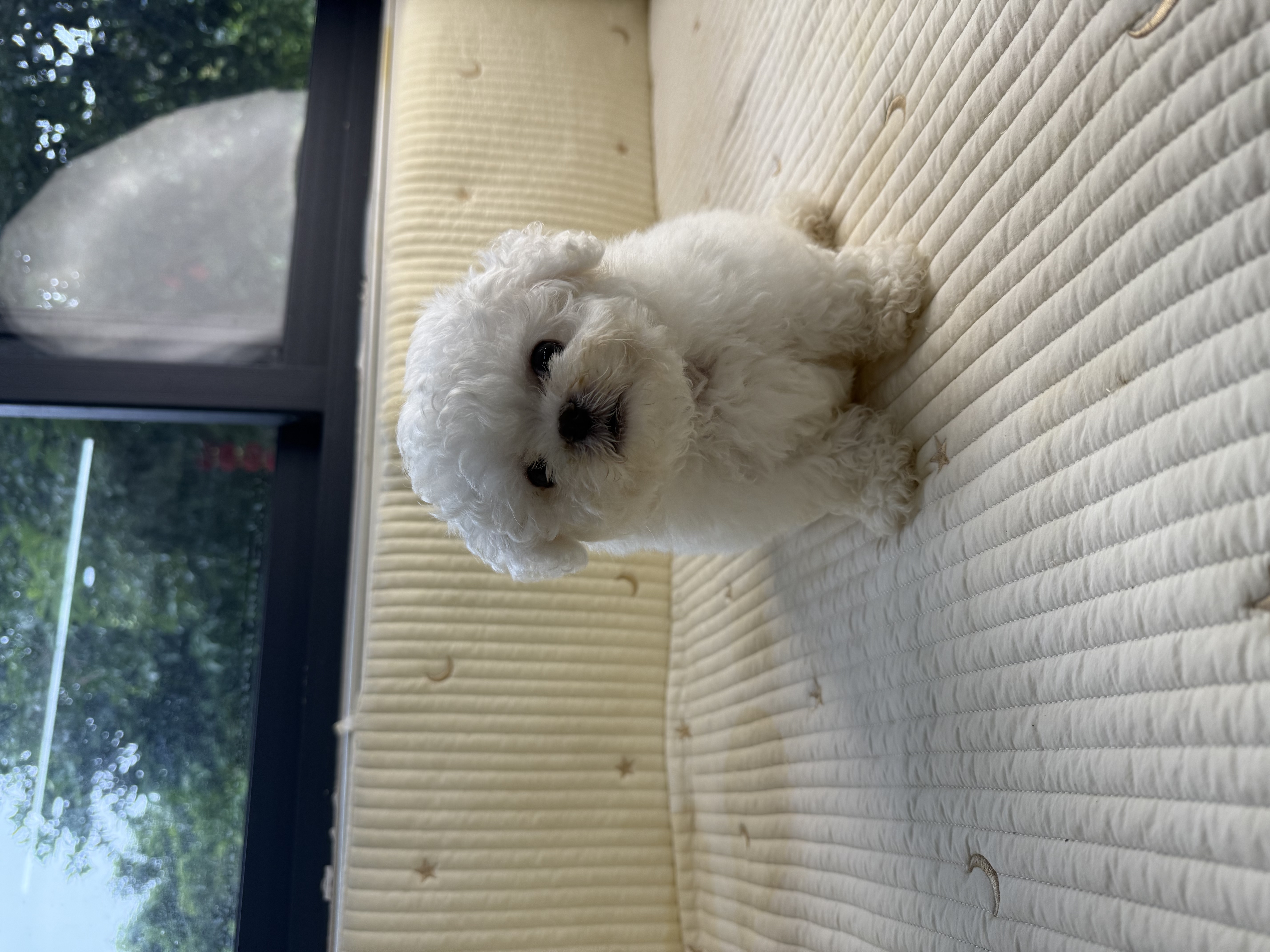 精品韩系 球体 小比熊  鼻子短 嘴巴宽 毛量厚